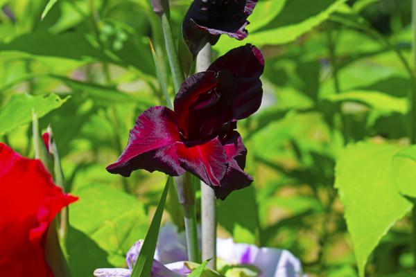 black flowers and her names