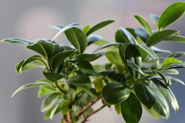 air purifying plants for indoor and ourdoor spaces