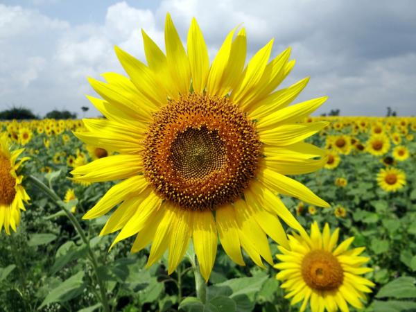 beautiful Large flowers a his names