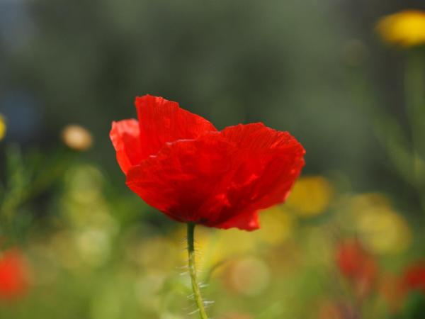 beautiful Large flowers a his names