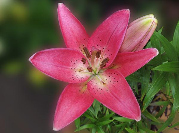 beautiful Large flowers a his names