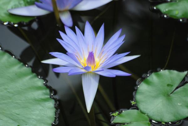 Blue Flowers and her names