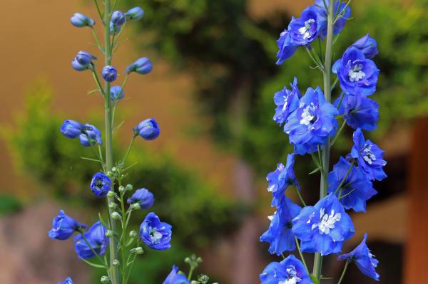 Blue Flowers and her names