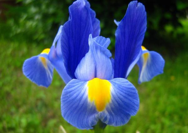 Blue Flowers and her names