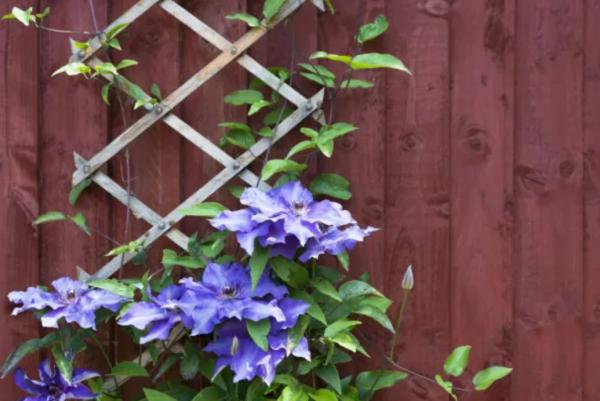 Blue Flowers and her names