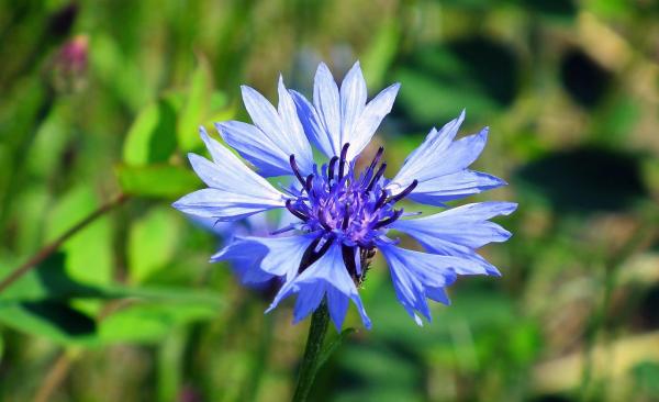 Blue Flowers and her names