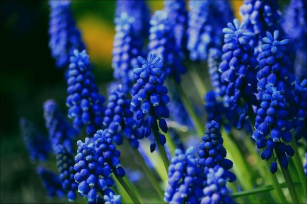 Blue Flowers and her names