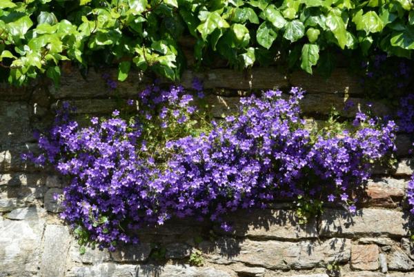 Blue Flowers and her names