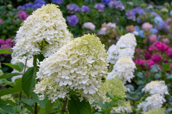 Tipos de hortensias - H. paniculata confetti