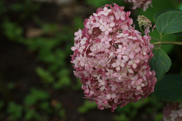 Tipos de hortensias - H. arborescens Sweet Anabelle