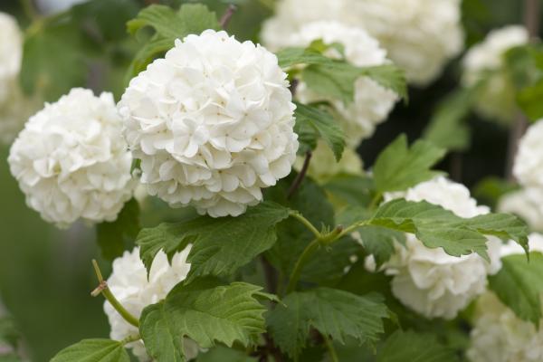 Tipos de hortensias - H. arborescens annabelle