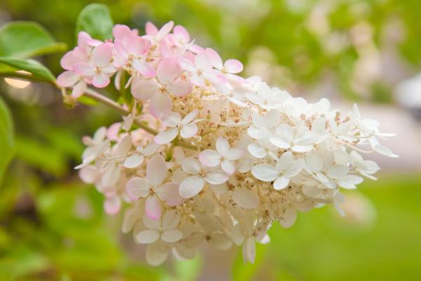 Tipos de hortensias - H. paniculata Switch Ophelia