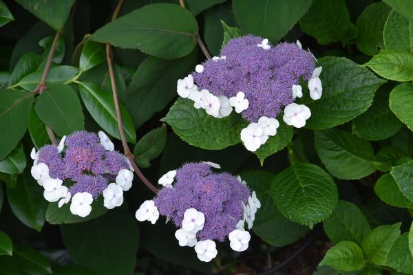 Tipos de hortensias - H. aspera