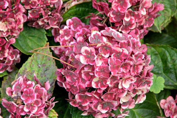 Tipos de hortensias - H. macrophylla Frau Nobuko