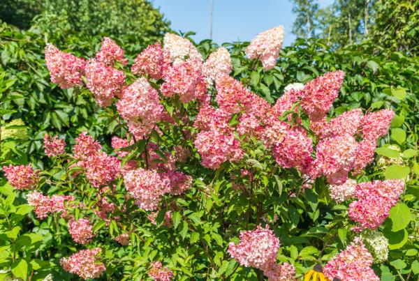 Tipos de hortensias - H. paniculata Candlelight