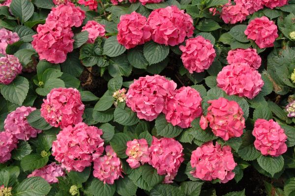 Tipos de hortensias - H. macrophylla Rosita