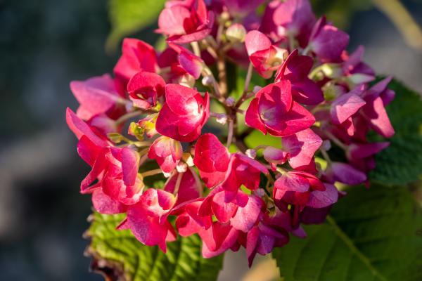 Tipos de hortensias - H. macrophylla Dark Angel Red