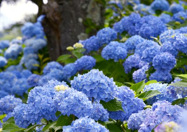 Tipos de hortensias - H. macrophylla La France