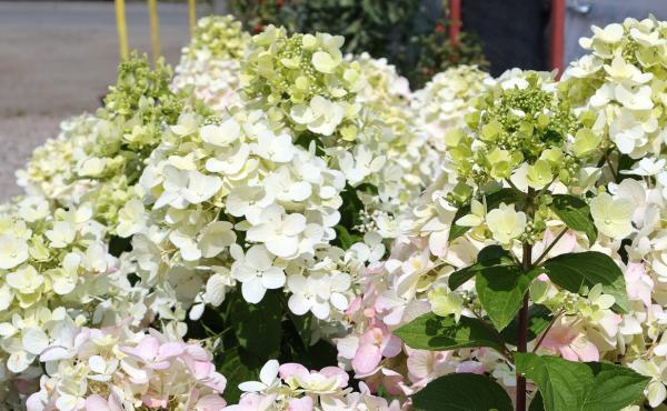 Tipos de hortensias - H. macrophylla Hokomano o Magical Noblesse