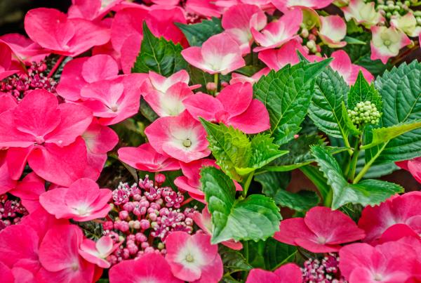 Tipos de hortensias - H. Dark Angel