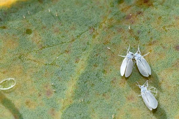 Aloe vera: diseases, pests and solutions - Whiteflies