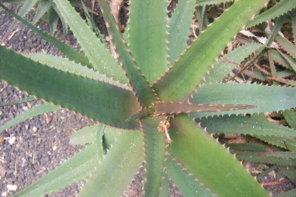 Aloe vera: diseases, pests and solutions - Crown Rot