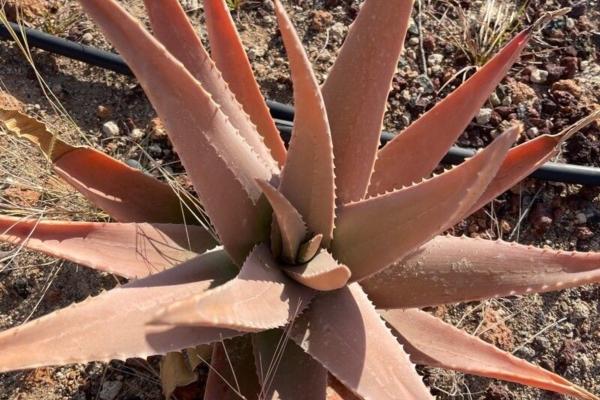 Aloe vera: diseases, pests and solutions - Bacterial Proliferation