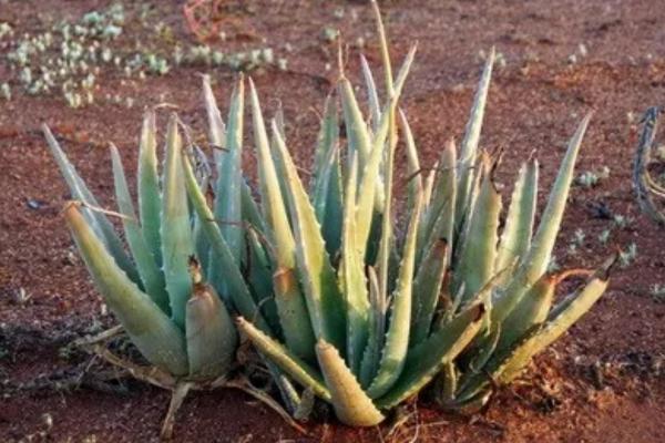 Aloe vera: diseases, pests and solutions - Leaf Spot