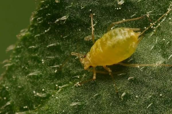 Aloe vera: diseases, pests and solutions - Aphids