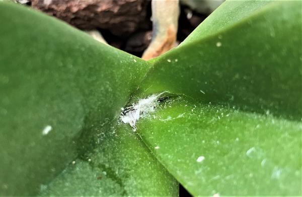 Aloe vera: diseases, pests and solutions - Mealybugs