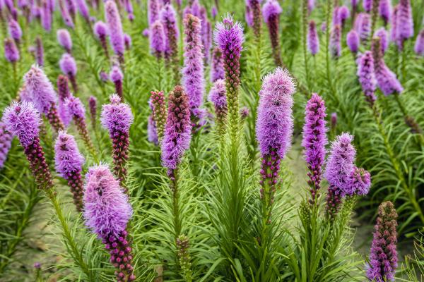 Flores pequeñas - Liatris