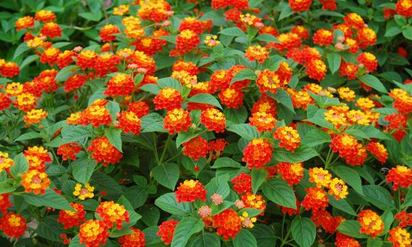 Flores pequeñas - Lantana