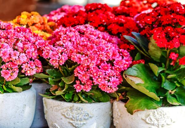 Flores pequeñas - Kalanchoe