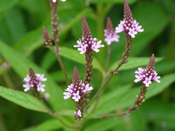 Flores pequeñas - Verbena