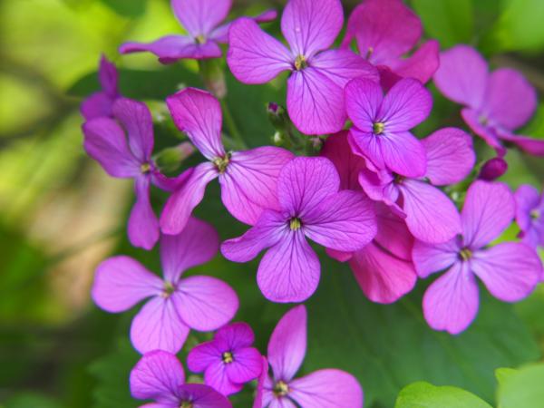 Flores pequeñas - Lunaria