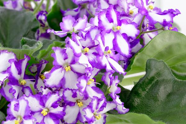 Flores pequeñas - Violeta africana