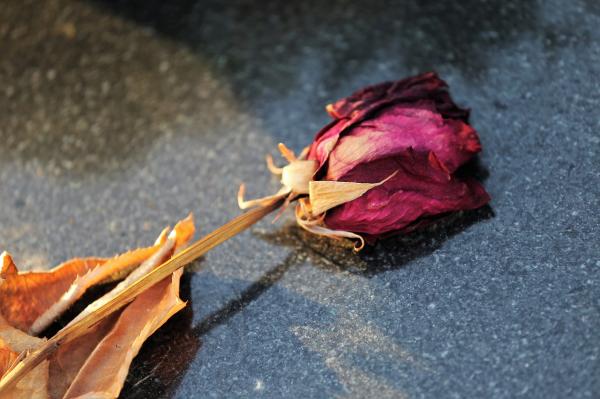 How to dry a rose - Drying roses in the oven