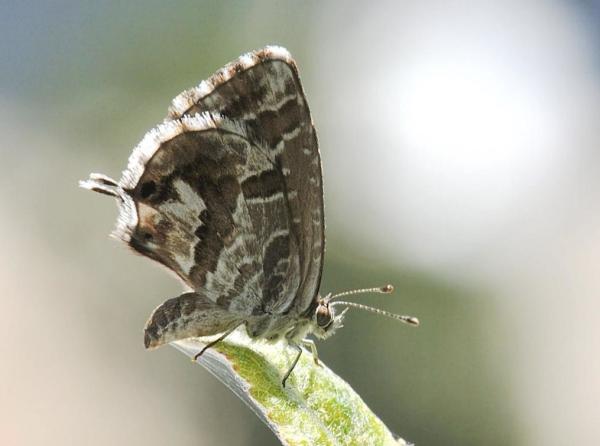 Symptoms of Geranium Moths