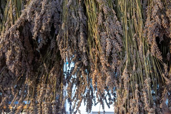 How to Dry Lavender - Sun Drying