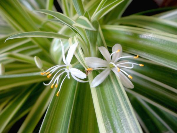 Outdoor Plants for Terraces - Spider Plant