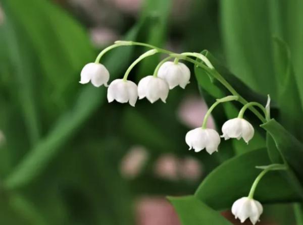 Outdoor Plants for Terraces - Lily of the Valley