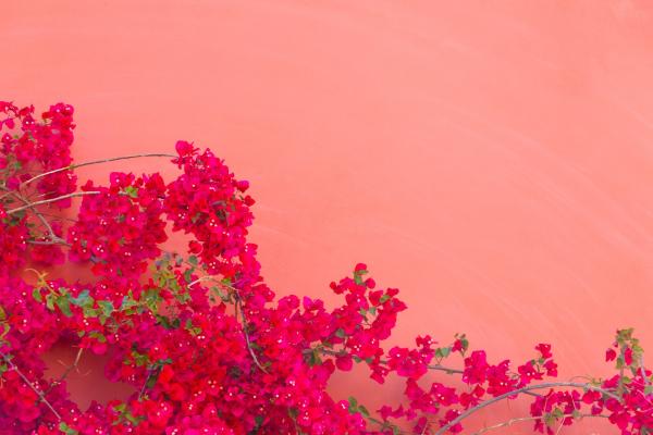 Outdoor Plants for Terraces - Bougainvillea