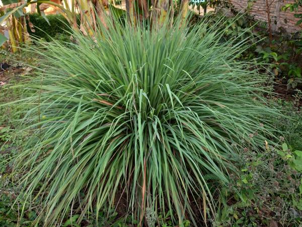 Outdoor Plants for Terraces - Citronella