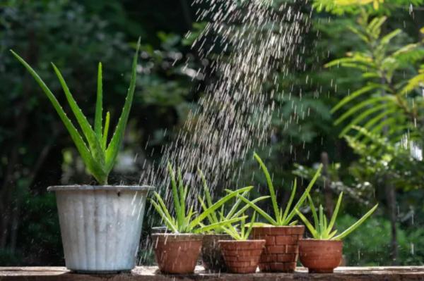 Outdoor Plants for Terraces - Aloe Vera