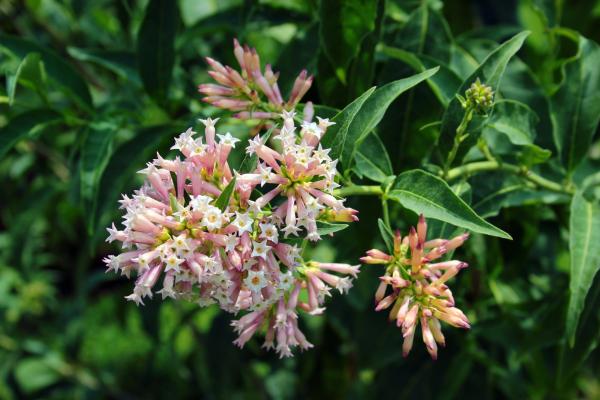 Outdoor Plants for Terraces - Night Blooming Jasmine