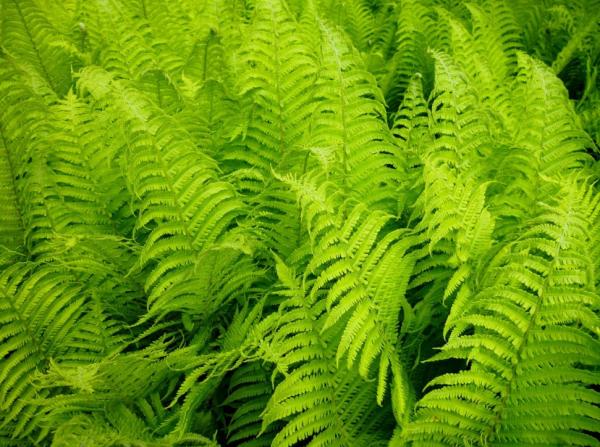 Outdoor Plants for Terraces - Ferns