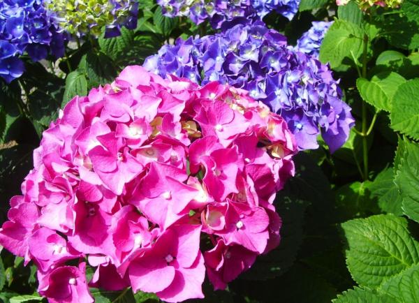 Outdoor Plants for Terraces - Hydrangea