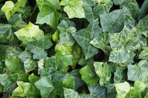 Outdoor Plants for Terraces - Ivy