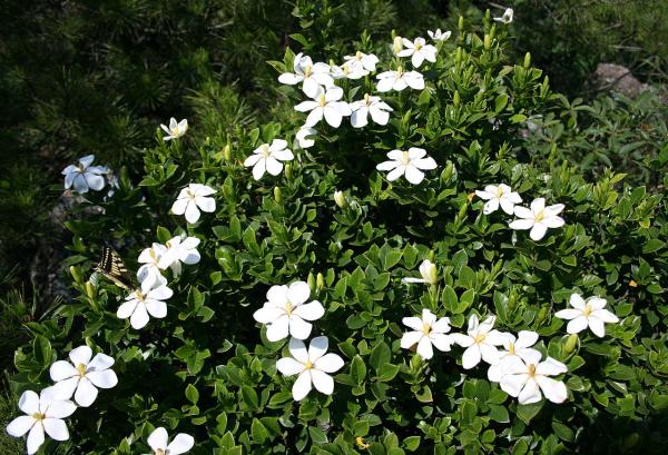 Outdoor Plants for Terraces - Gardenia