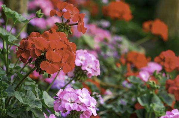 Outdoor Plants for Terraces - Geranium